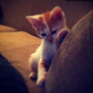 Meet your Posher, Elizabeth